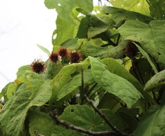 Sparrmannia africana