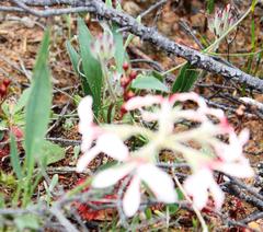 Pelargonium longifolium