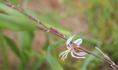 Trachyandra revoluta