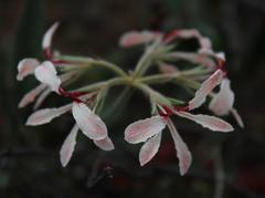 Pelargonium longifolium