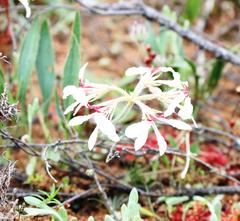 Pelargonium longifolium
