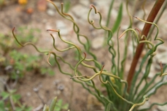 Trachyandra revoluta