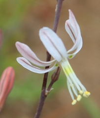 Trachyandra revoluta