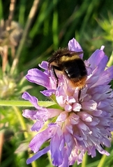 Bombus rupestris