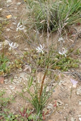 Trachyandra revoluta