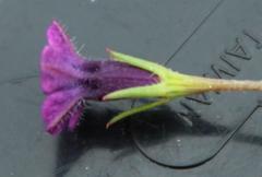 Monopsis debilis debilis