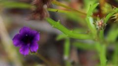 Monopsis debilis debilis