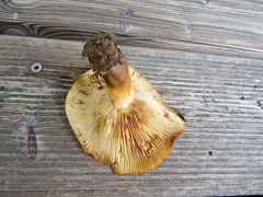 Lactarius evosmus