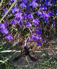 Xylocopa violacea