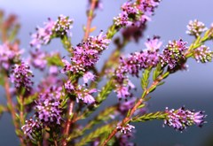 Erica uberiflora