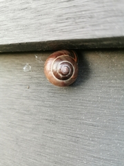 Cepaea nemoralis