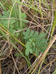 Senegalia berlandieri