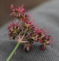 Juncus cephalotes