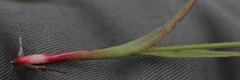 Juncus cephalotes