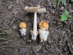 Amanita subnudipes