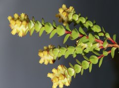 Penaea cneorum gigantea