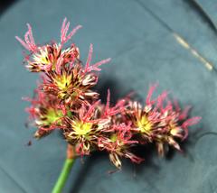 Juncus cephalotes