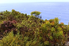 Penaea cneorum gigantea