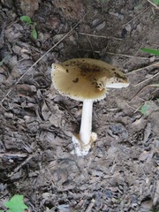 Amanita subnudipes