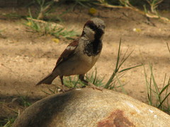 Passer domesticus indicus