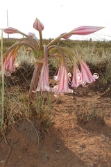 Crinum graminicola