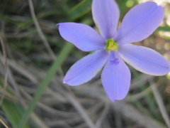 Aristea pusilla