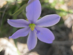 Aristea pusilla