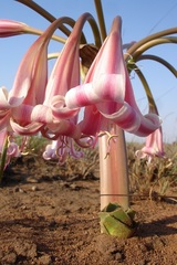 Crinum graminicola