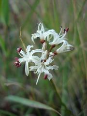 Nerine rehmannii