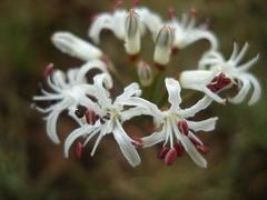Nerine rehmannii