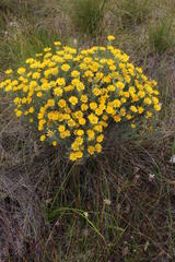 Oedera fruticosa