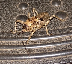 Spalacomimus talpa