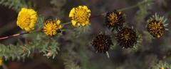 Oedera fruticosa