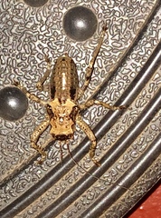 Spalacomimus talpa