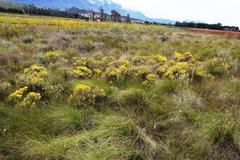 Oedera fruticosa