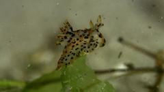 Thecacera pennigera