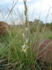Gladiolus permeabilis edulis