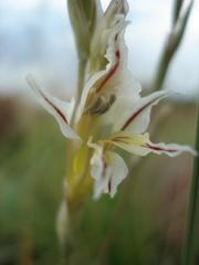 Gladiolus permeabilis edulis