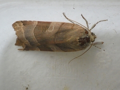 Noctua fimbriata