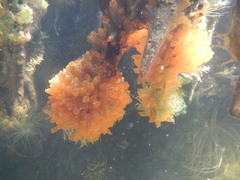 Ecteinascidia turbinata