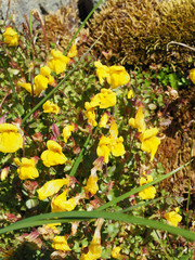 Erythranthe caespitosa