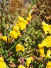 Erythranthe caespitosa