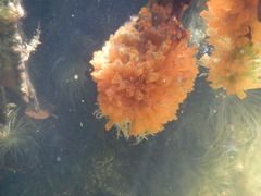 Ecteinascidia turbinata