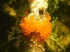 Ecteinascidia turbinata