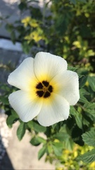 Turnera subulata