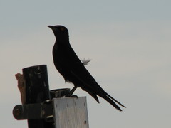 Onychognathus nabouroup