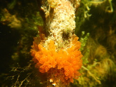 Ecteinascidia turbinata