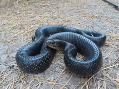Central American Indigo Snake photo 2