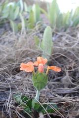 Crossandra greenstockii