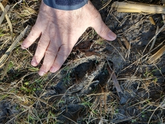 Blastocerus dichotomus
